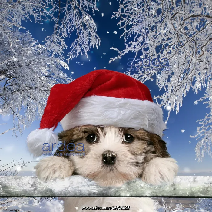 : Cross breed Puppy looking over fence wearing Christmas : Cross breed Puppy looking over fence wearing Christmas