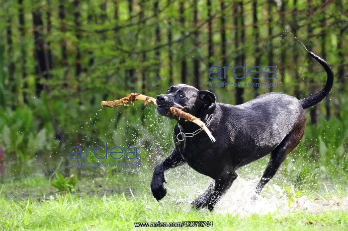 : Cross dogue labrador female playing with a stick France : Cross dogue labrador female playing with a stick France
