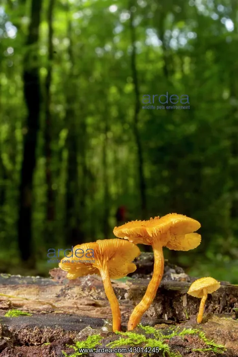 : Cross eined Mushroom (Xeromphalina tenuipes) : Cross eined Mushroom (Xeromphalina tenuipes)