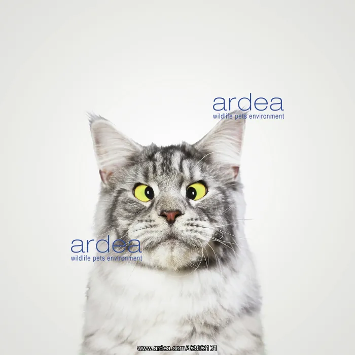 : Cross-eyed cat with yellow eyes : Cross-eyed cat with yellow eyes