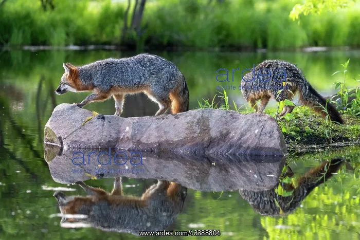 : CROSS FOX : CROSS FOX