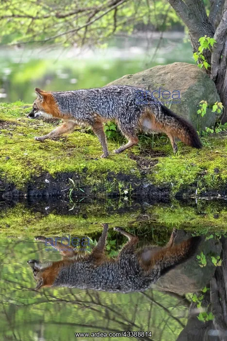 : CROSS FOX : CROSS FOX