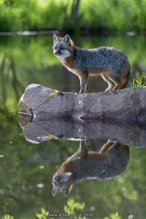: CROSS FOX : CROSS FOX