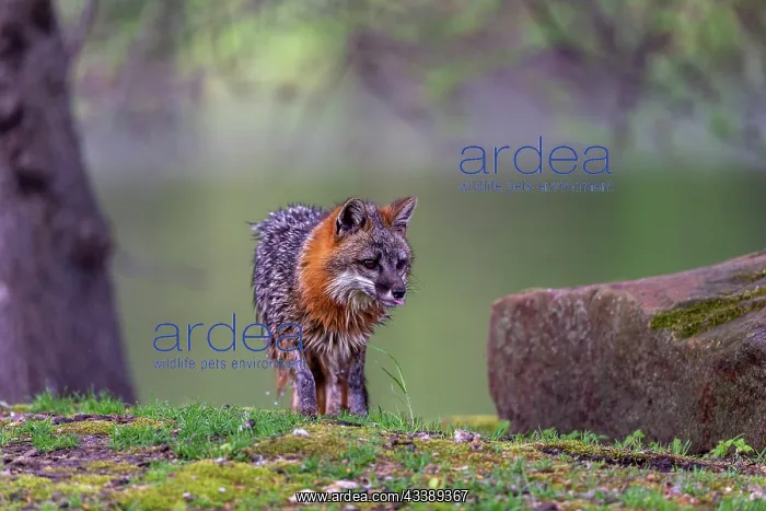  : CROSS FOX