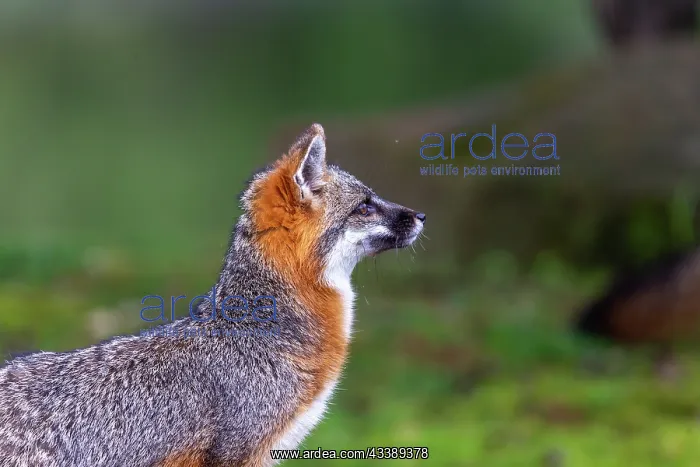 : CROSS FOX : CROSS FOX