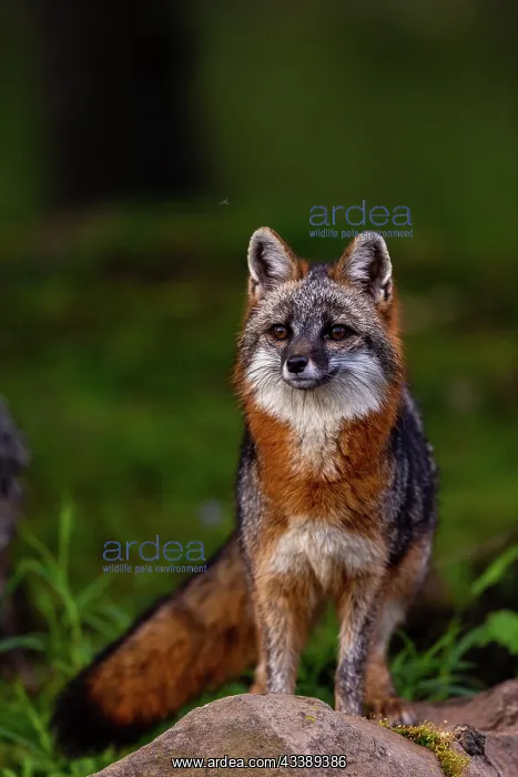 : CROSS FOX : CROSS FOX
