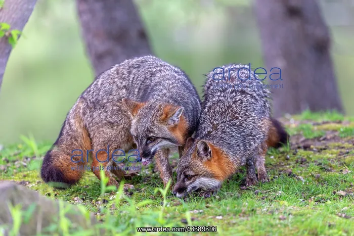 : CROSS FOX : CROSS FOX