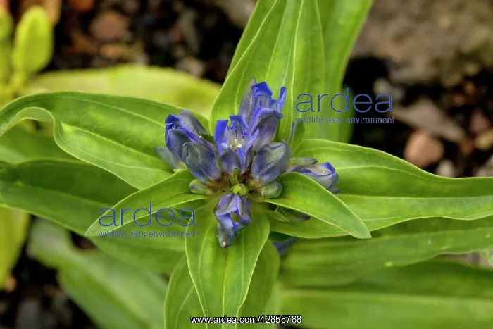 : Cross gentian : Cross gentian