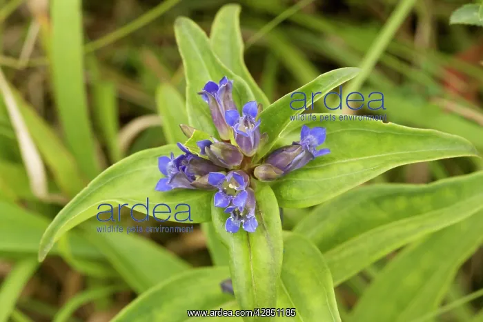 : Cross Gentian in flower : Cross Gentian in flower
