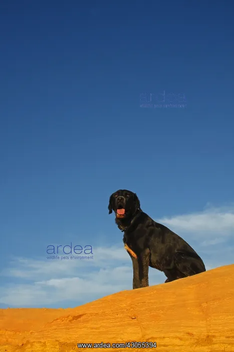 : Cross Labrador dog sitting on a dune ocher Rustrel : Cross Labrador dog sitting on a dune ocher Rustrel