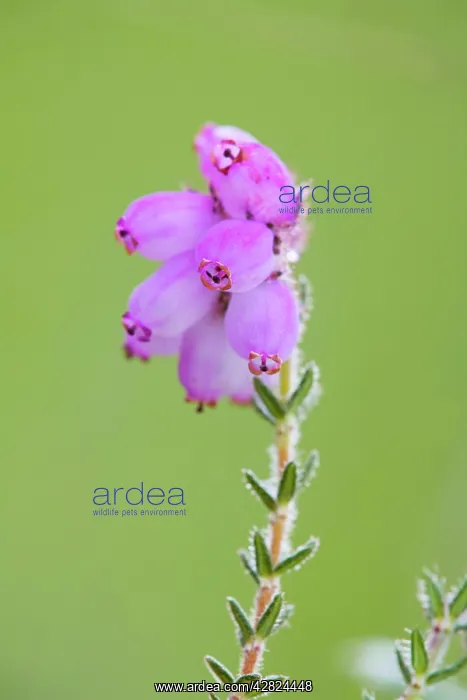 : Cross Leaved Heath : Cross Leaved Heath
