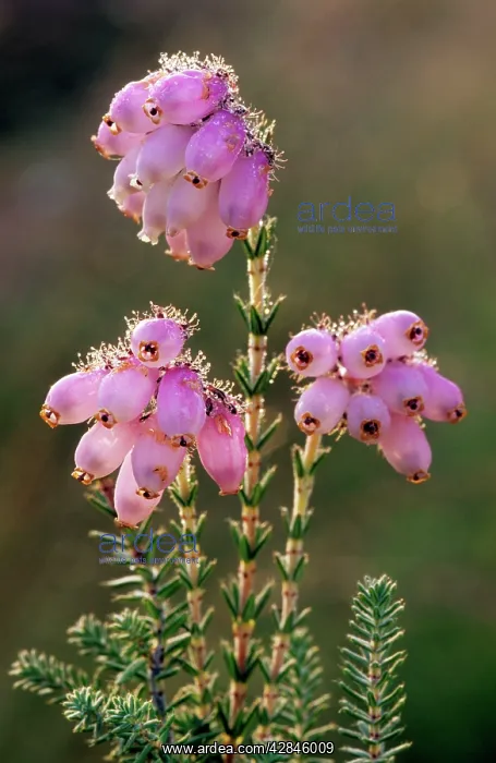 : Cross-leaved Heath : Cross-leaved Heath