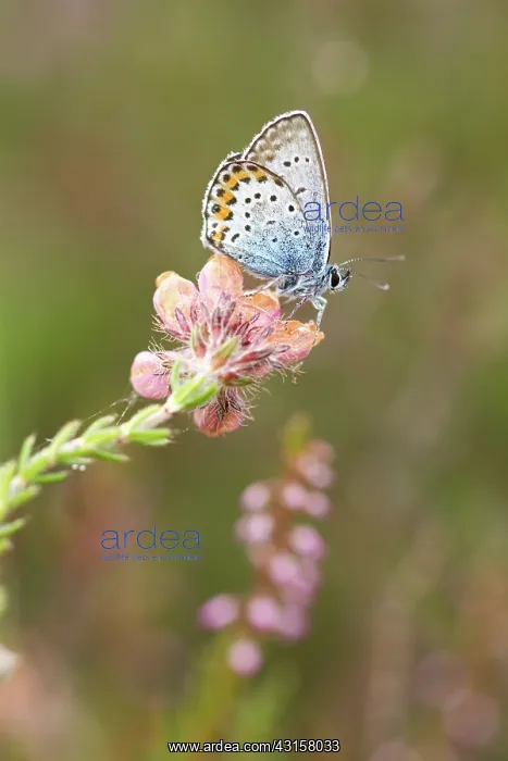 : Cross-leaved Heath : Cross-leaved Heath