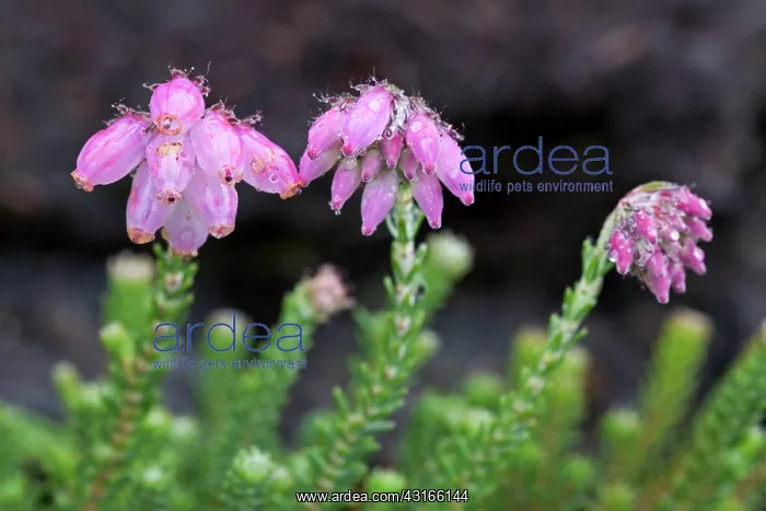  : Cross-leaved Heath