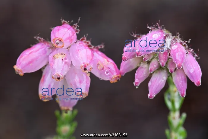 : Cross-leaved Heath : Cross-leaved Heath