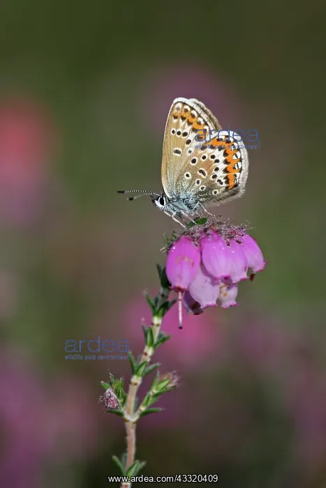 : Cross-leaved Heath : Cross-leaved Heath