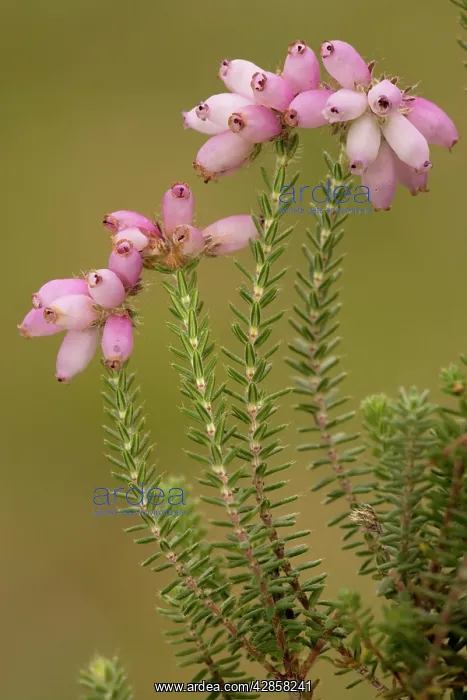 : Cross-leaved heath in flower : Cross-leaved heath in flower