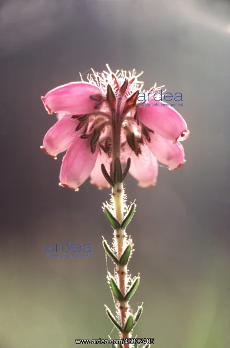 : CROSS-LEAVED HEATH - flower : CROSS-LEAVED HEATH - flower