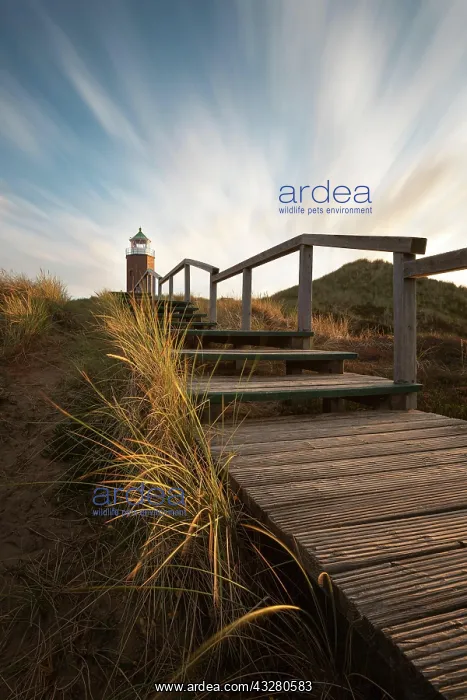: Cross light, lighthouse with sand dune in the evening : Cross light, lighthouse with sand dune in the evening