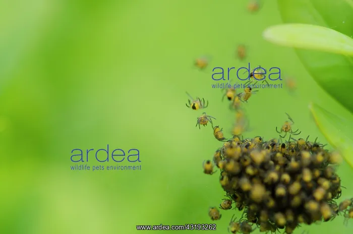 : Cross orbweaver (Araneus diadematus) young gathering : Cross orbweaver (Araneus diadematus) young gathering