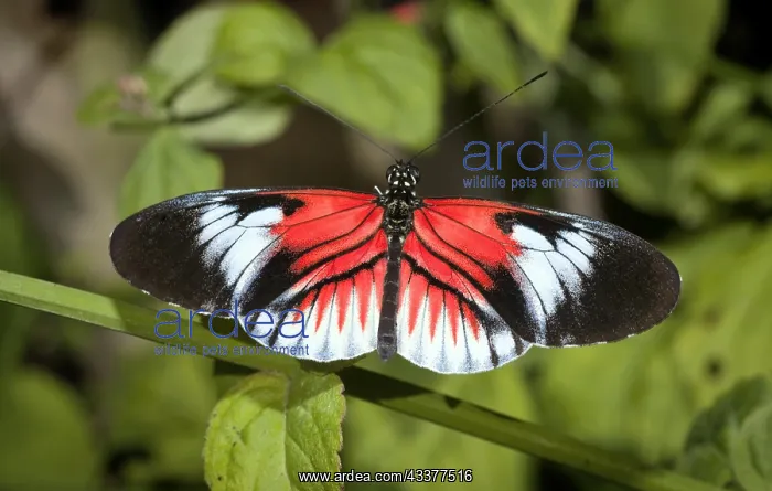  : cross or passion-vine butterflies (Heliconius) are