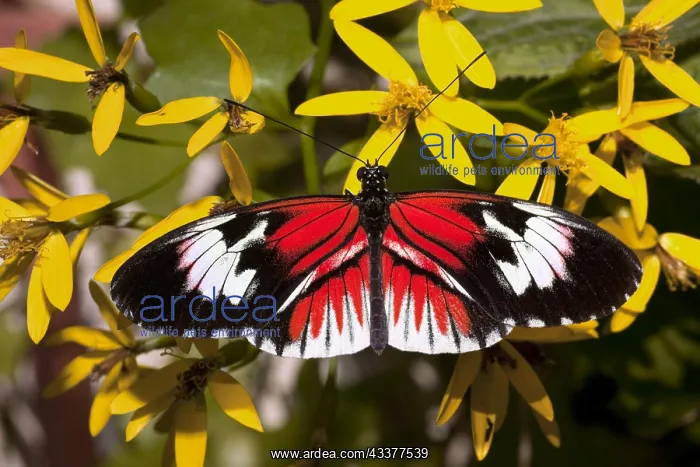  : cross or passion-vine butterflies (Heliconius) are