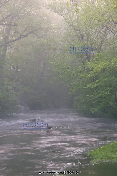 : Cross River with Mallard : Cross River with Mallard