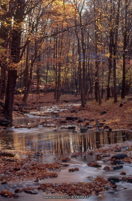 : Cross River, New York : Cross River, New York
