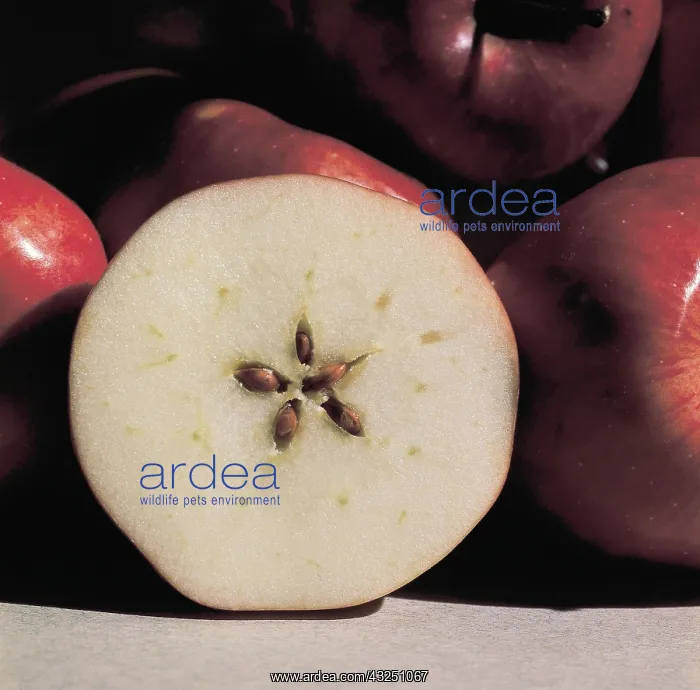 : Cross-section of apple : Cross-section of apple