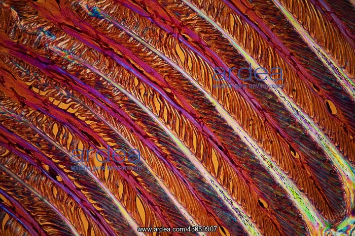 : Cross section of a horse's hoof : Cross section of a horse's hoof