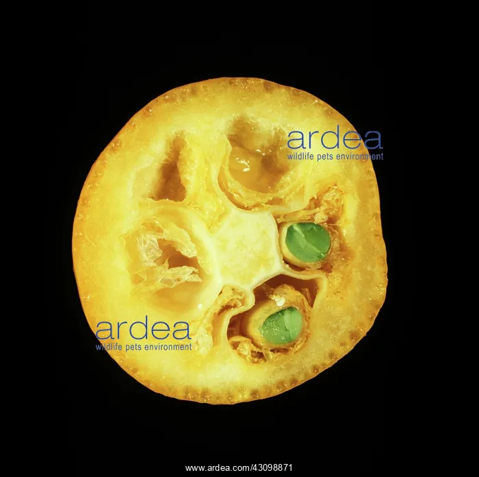 : Cross Section of Kumquat : Cross Section of Kumquat