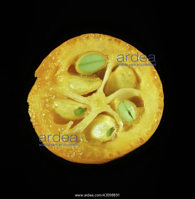 : Cross Section of Kumquat : Cross Section of Kumquat