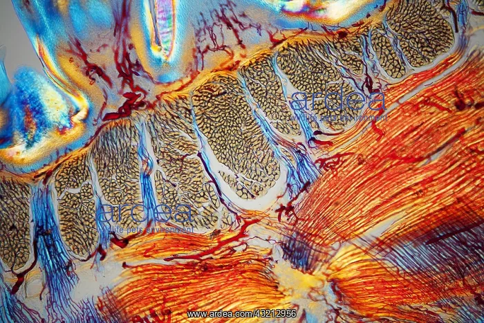 : Cross section of a language chat injected dye : Cross section of a language chat injected dye