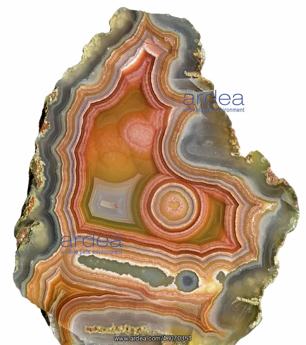  : Cross-section of Mexican Agate
