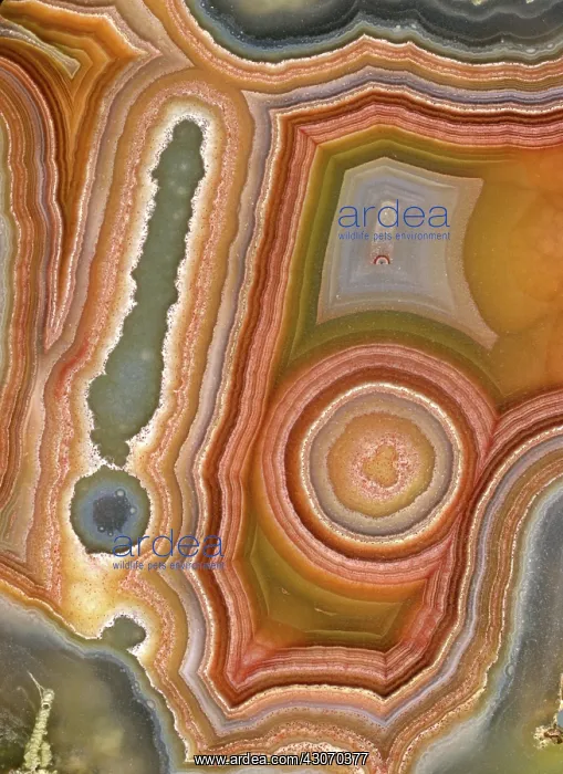 : Cross-section of Mexican Agate : Cross-section of Mexican Agate