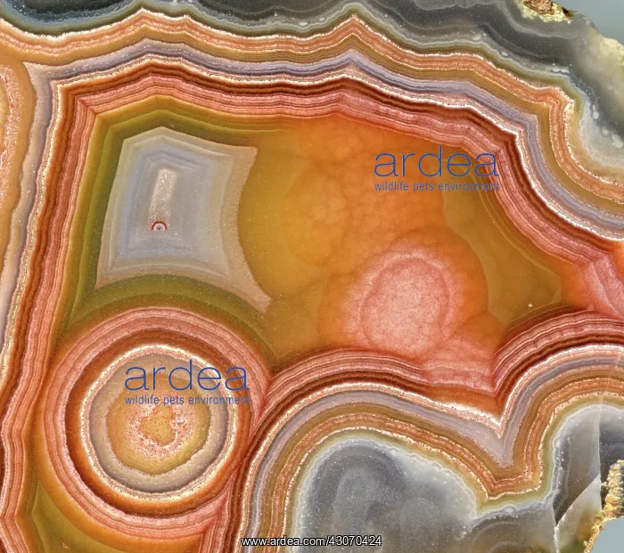  : Cross-section of Mexican Agate