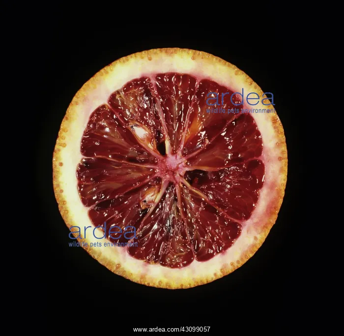 : Cross section of Moro blood orange : Cross section of Moro blood orange