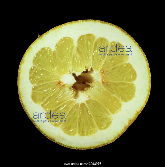 : Cross-section of a Pomelo : Cross-section of a Pomelo