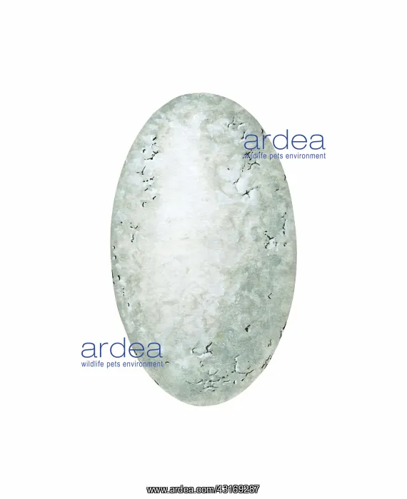  : Cross Section of a Reptile Egg