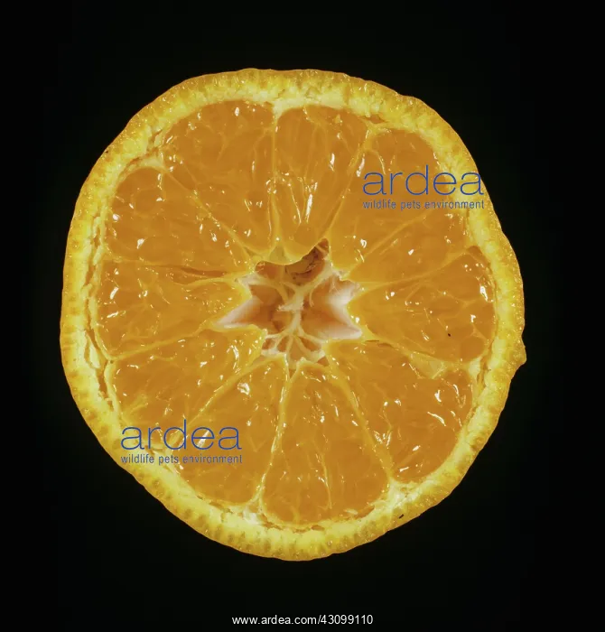 : Cross section of Satsuma Orange : Cross section of Satsuma Orange