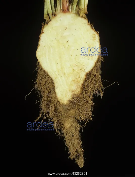 : Cross-section of Sugarbeet with Rhizomania : Cross-section of Sugarbeet with Rhizomania