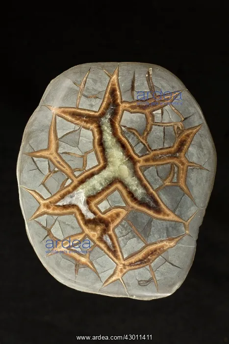 : Cross-Section Utah Septarian Nodule : Cross-Section Utah Septarian Nodule