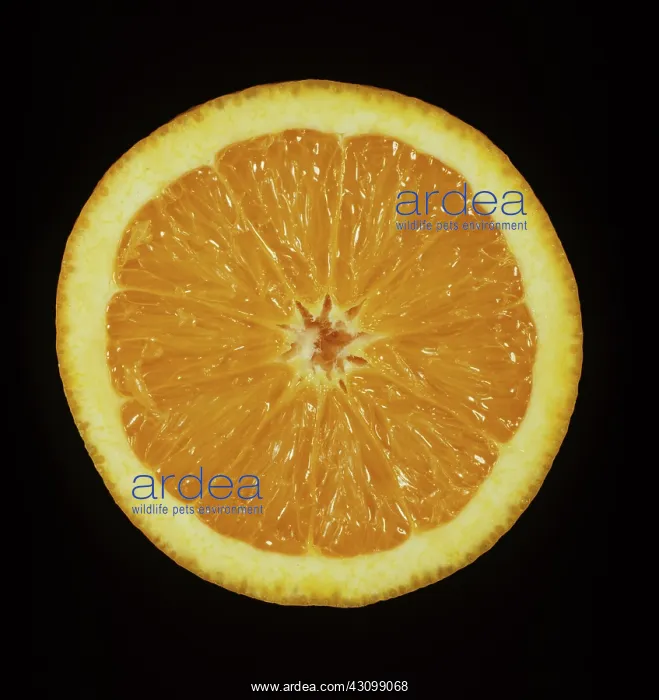 : Cross section of Verna Orange : Cross section of Verna Orange