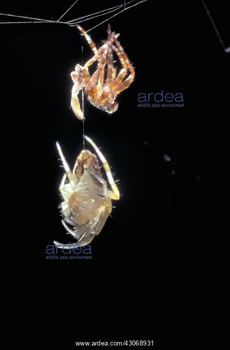 : Cross Spider : Cross Spider