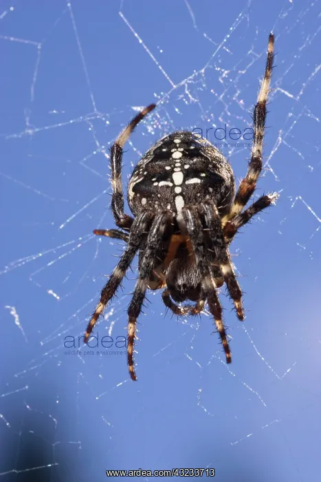 : A Cross Spider (Araneus diadematus) : A Cross Spider (Araneus diadematus)