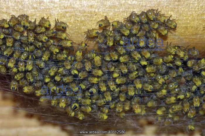 : Cross Spider Spiderlings : Cross Spider Spiderlings