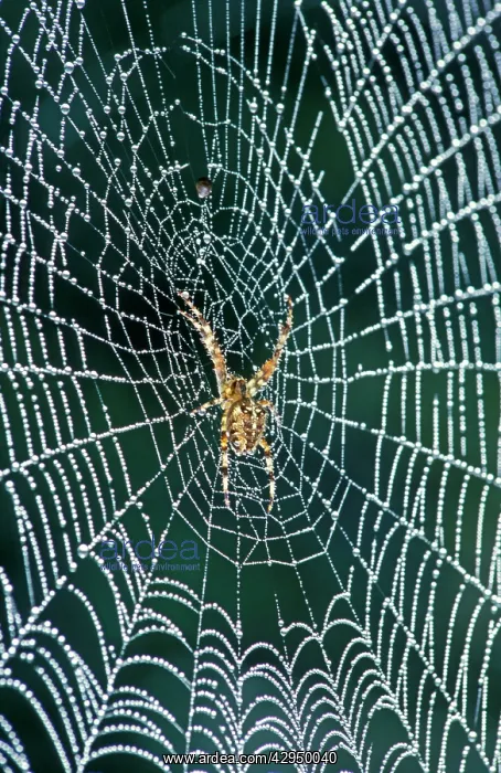 : Cross Spider - In web coverd with dew : Cross Spider - In web coverd with dew