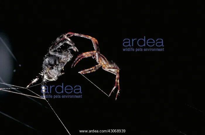 : Cross Spiders Mating : Cross Spiders Mating