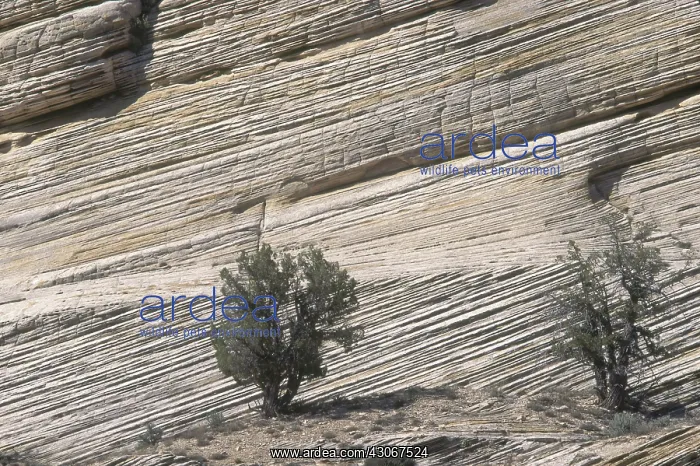  : Crossbedding in Utah