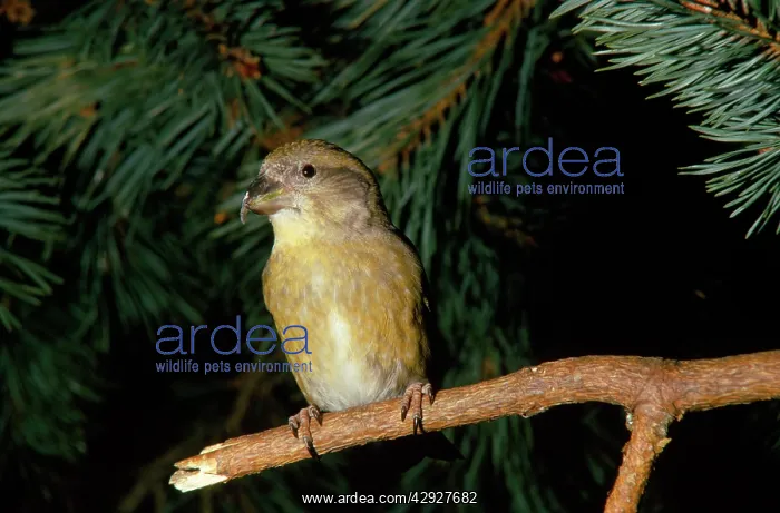 : CROSSBILL (Loxia curvirostra scotica). Scotland : CROSSBILL (Loxia curvirostra scotica). Scotland